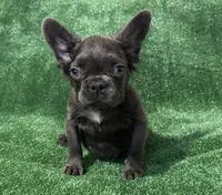 Blue Topaz , a female French Bulldog for sale in Stamford, CT – 3 of 8