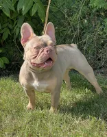 Gina , a female French Bulldog for sale in Stamford, CT – 2 of 2