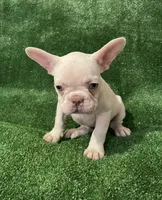 Lilac cream girl, a female French Bulldog for sale in Stamford, CT – 2 of 10
