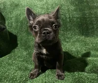 Blue Topaz , a female French Bulldog for sale in Stamford, CT – 5 of 8
