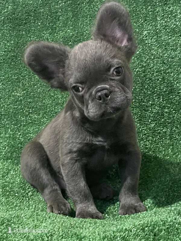 Solid Blue Fluffy – French Bulldog puppy for sale in Stamford, CT