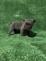 Solid Blue Fluffy, a female French Bulldog for sale in Stamford, CT – Photo 4 of 6