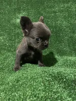 Solid Blue Fluffy, a female French Bulldog for sale in Stamford, CT – Photo 6 of 6