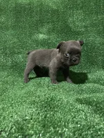 Solid Blue Fluffy, a female French Bulldog for sale in Stamford, CT – Photo 1 of 6