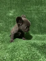 Solid Blue Fluffy, a female French Bulldog for sale in Stamford, CT – Photo 3 of 6