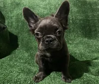 Blue Topaz , a female French Bulldog for sale in Stamford, CT – 1 of 8