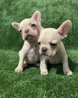 Cream Boy! , a male French Bulldog for sale in Stamford, CT – 6 of 7