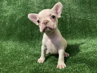 Lilac cream girl, a female French Bulldog for sale in Stamford, CT – 5 of 6