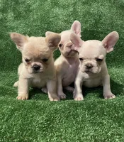 Cream Boy! , a male French Bulldog for sale in Stamford, CT – 4 of 7