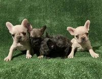 Cream girl 2, a female French Bulldog for sale in Stamford, CT – 6 of 6