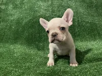 Cream Boy! , a male French Bulldog for sale in Stamford, CT – 5 of 7