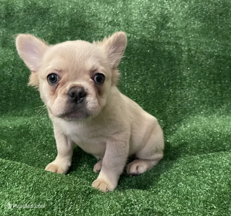 Cream Girl – French Bulldog puppy for sale in Stamford, CT