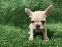 Cream Boy! , a male French Bulldog for sale in Stamford, CT – 2 of 7