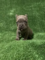 Charlie , a male French Bulldog for sale in Stamford, CT – Photo 3 of 10