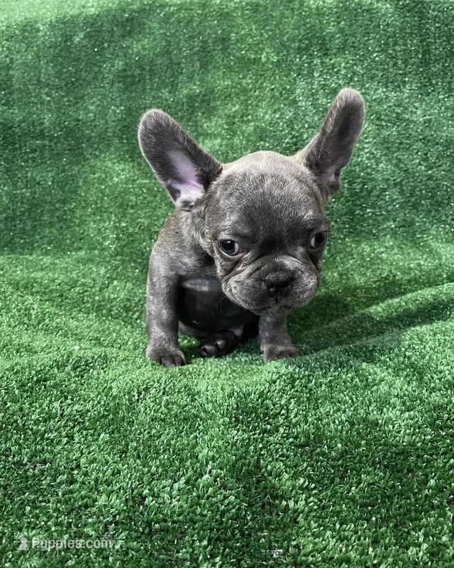 Charlie  – French Bulldog puppy for sale in Stamford, CT