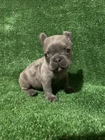 Charlie , a male French Bulldog for sale in Stamford, CT – Photo 5 of 10