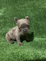 Charlie , a male French Bulldog for sale in Stamford, CT – Photo 7 of 10