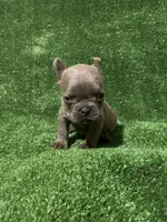 Charlie , a male French Bulldog for sale in Stamford, CT – Photo 4 of 10