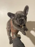 Charlie , a male French Bulldog for sale in Stamford, CT – Photo 2 of 10