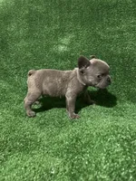 Charlie , a male French Bulldog for sale in Stamford, CT – Photo 10 of 10