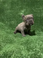 Charlie , a male French Bulldog for sale in Stamford, CT – Photo 8 of 10