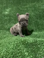 Charlie , a male French Bulldog for sale in Stamford, CT – Photo 6 of 10