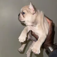 Chanel , a female French Bulldog for sale in Stamford, CT – Photo 5 of 5