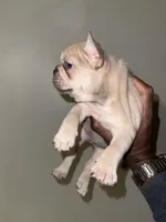 Chanel , a female French Bulldog for sale in Stamford, CT – Photo 5 of 5