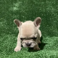 Chanel , a female French Bulldog for sale in Stamford, CT – Photo 3 of 5