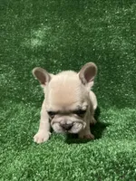 Chanel , a female French Bulldog for sale in Stamford, CT – Photo 3 of 5