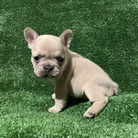 Chanel , a female French Bulldog for sale in Stamford, CT – Photo 1 of 5