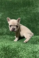 Chanel , a female French Bulldog for sale in Stamford, CT – Photo 1 of 5