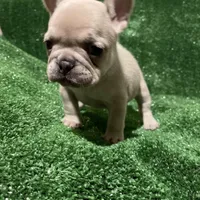 Chanel , a female French Bulldog for sale in Stamford, CT – Photo 4 of 5