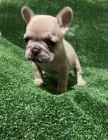 Chanel , a female French Bulldog for sale in Stamford, CT – Photo 4 of 5