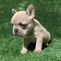 Chanel , a female French Bulldog for sale in Stamford, CT – Photo 2 of 5