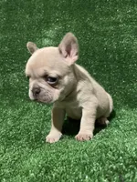 Chanel , a female French Bulldog for sale in Stamford, CT – Photo 2 of 5