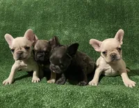 Cream Girl, a female French Bulldog for sale in Stamford, CT – 6 of 8