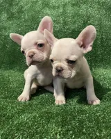 Lilac cream girl, a female French Bulldog for sale in Stamford, CT – 4 of 6