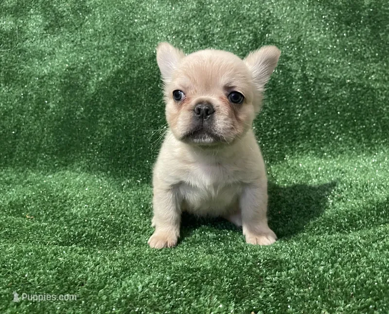 Cream Girl – French Bulldog puppy for sale in Stamford, CT