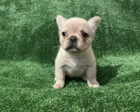 Cream Girl, a female French Bulldog for sale in Stamford, CT – 1 of 4