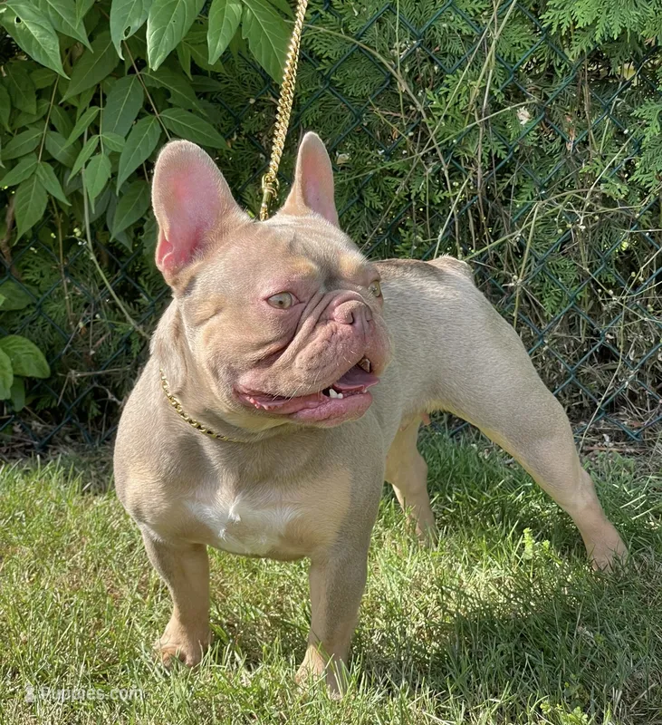 Gina  – French Bulldog puppy for sale in Stamford, CT