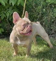 Gina , a female French Bulldog for sale in Stamford, CT – 1 of 2