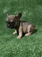 Little beautiful Girl, a female French Bulldog for sale in Stamford, CT – 2 of 7