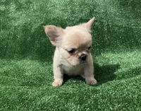 Cream Girl, a female French Bulldog for sale in Stamford, CT – 4 of 4