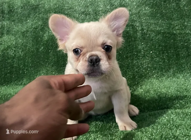 Cream Girl – French Bulldog puppy for sale in Stamford, CT