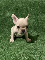 Cream girl 2, a female French Bulldog for sale in Stamford, CT – 2 of 6