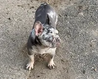 Linda, a female French Bulldog for sale in Stamford, CT – Photo 2 of 3