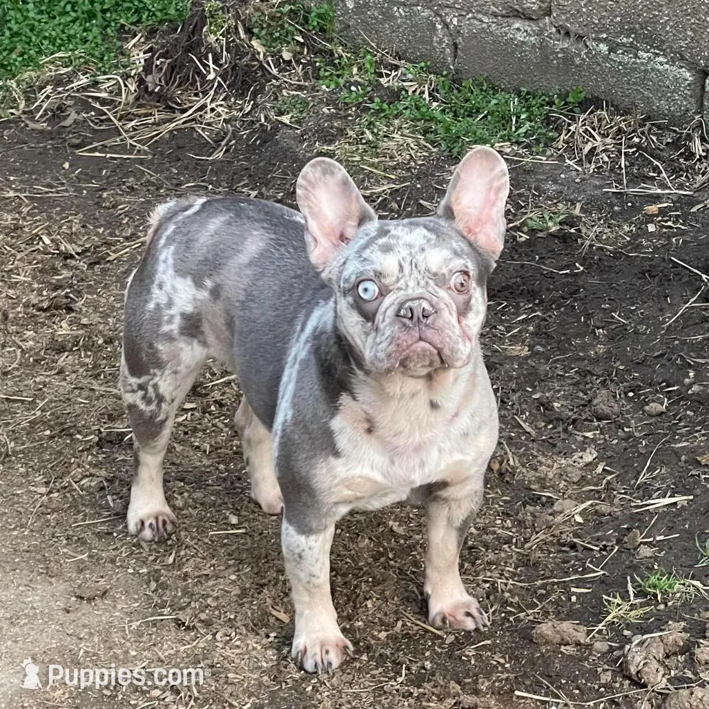 Linda, a female French Bulldog for sale in Stamford, CT – Photo 3 of 3