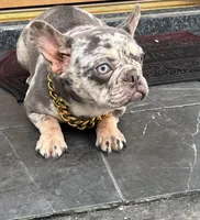 Linda, a female French Bulldog for sale in Stamford, CT – Photo 1 of 3