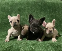 Cream girl 2, a female French Bulldog for sale in Stamford, CT – 5 of 6